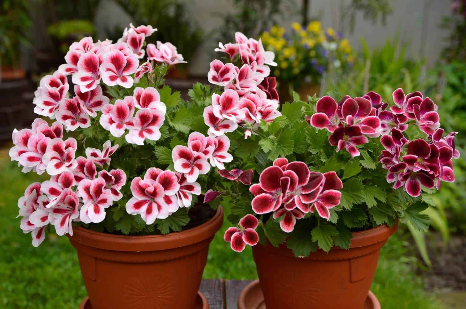 نبات الجيرانيوم " إبرة الراعي " Geranium مشتلة السلطان
